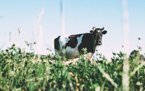 最新科研发现：母乳中的细菌有益婴儿健康